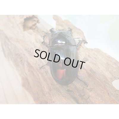 画像3: 新成虫☆(ホワイトアイ系)タランドゥスオオツヤクワガタ♂60ミリ♀47ミリ+♀48ミリトリオ販売!!