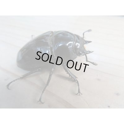 画像4: 新成虫☆(ホワイトアイ系)タランドゥスオオツヤクワガタ♂60ミリ♀47ミリ+♀48ミリトリオ販売!!