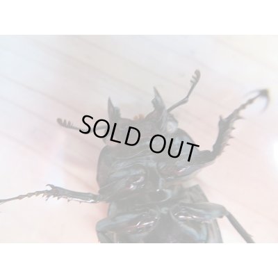 画像7: 新成虫☆(ホワイトアイ系)タランドゥスオオツヤクワガタ♂60ミリ♀47ミリ+♀48ミリトリオ販売!!