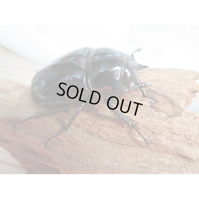 画像6: 新成虫☆(ホワイトアイ系)タランドゥスオオツヤクワガタ♂60ミリ♀47ミリ+♀48ミリトリオ販売!!