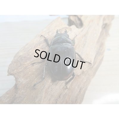 画像5: 新成虫★紋付き★ブラックハスタートノコギリクワガタ♂65ミリ♀41ミリペア販売!!