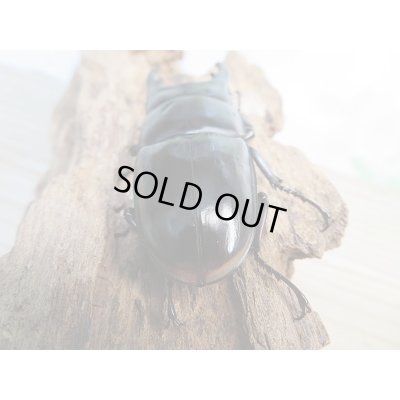 画像3: 新成虫★紋付き★ブラックハスタートノコギリクワガタ♂65ミリ♀41ミリペア販売!!