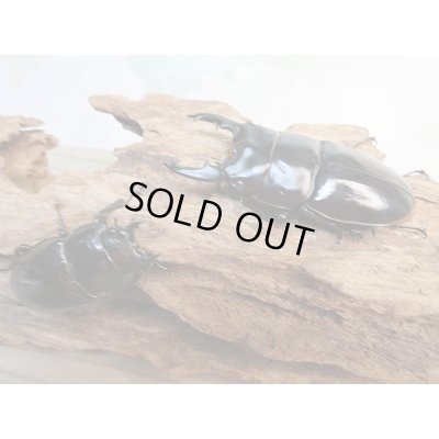 画像6: 新成虫★紋付き★ブラックハスタートノコギリクワガタ♂65ミリ♀41ミリペア販売!!