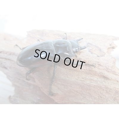 画像4: 新成虫★紋付き★ブラックハスタートノコギリクワガタ♂65ミリ♀41ミリペア販売!!