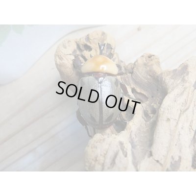 画像3: 小型人気種!!新成虫☆ヨツボシヒナカブト♂40ミリ♀フリーサイズ2頭トリオ販売!!