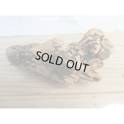 画像6: 小型人気種！！新成虫☆ヨツボシヒナカブト♂41ミリ♀フリーサイズ2頭トリオ販売！！