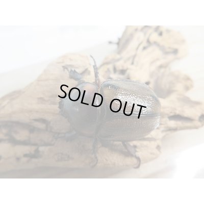 画像4: 小型人気種！！新成虫☆ヨツボシヒナカブト♂41ミリ♀フリーサイズ2頭トリオ販売！！