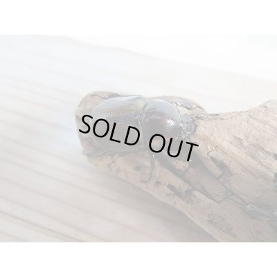 画像5: 小型人気種！！新成虫☆ヨツボシヒナカブト♂41ミリ♀フリーサイズ2頭トリオ販売！！