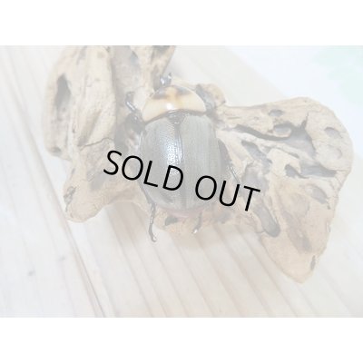 画像3: 小型人気種！！新成虫☆ヨツボシヒナカブト♂41ミリ♀フリーサイズ2頭トリオ販売！！