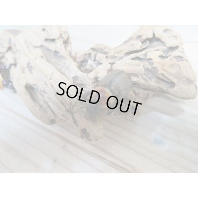 画像5: 小型人気種!!新成虫☆ヨツボシヒナカブト♂40ミリ♀フリーサイズ2頭トリオ販売!!