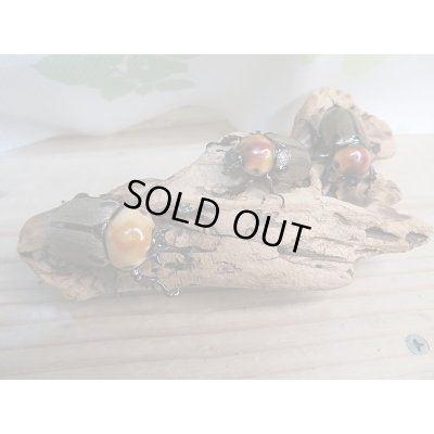 画像6: 小型人気種!!新成虫☆ヨツボシヒナカブト♂40ミリ♀フリーサイズ2頭トリオ販売!!