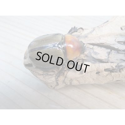 画像4: 小型人気種!!新成虫☆ヨツボシヒナカブト♂40ミリ♀フリーサイズ2頭トリオ販売!!