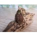 画像3: ☆くろねこチャンネル様より☆本日入荷個体！！大人気種！グランディスビロードヒナカブト♂43ミリ♀32ミリペア販売！！ (3)