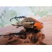 画像1: 新成虫☆オーベルチュールオオツノハナムグリ♂59ミリ（ベタ）♀フリーサイズ（サザナミ）ペア販売！！ (1)