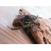 画像4: 新成虫☆オーベルチュールオオツノハナムグリ♂59ミリ（ベタ）♀フリーサイズ（サザナミ）ペア販売！！ (4)