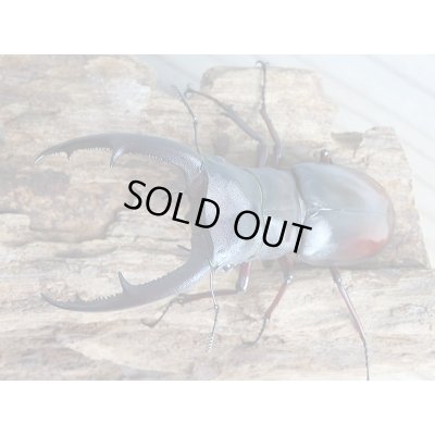 画像2: ボルネオ島・サバ産！マンディブラリスフタマタクワガタ（赤マンディ）♂86ミリ♀45ミリペア販売！！