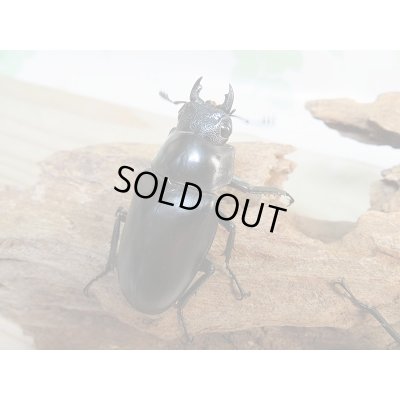 画像4: 新成虫！ギラファノコギリクワガタ♂97ミリ♀49ミリ＋♀45ミリトリオ販売！！