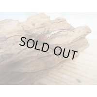新成虫！メタリフェルホソアカクワガタ（サンギレンシス）♂53ミリ♀22ミリペア販売！！