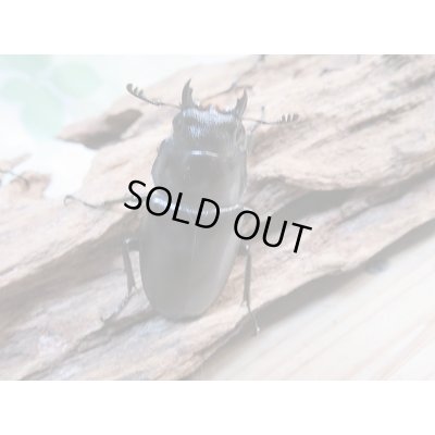 画像5: 新成虫！ギラファノコギリクワガタ♂97ミリ♀49ミリ＋♀45ミリトリオ販売！！