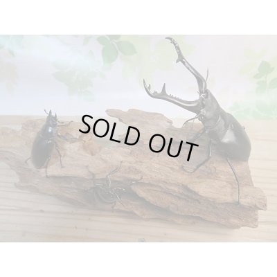 画像6: 新成虫！ギラファノコギリクワガタ♂97ミリ♀49ミリ＋♀45ミリトリオ販売！！