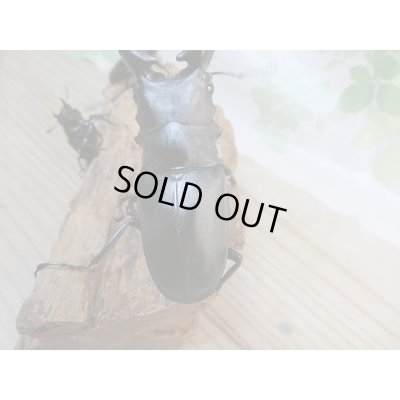 画像3: 新成虫！ギラファノコギリクワガタ♂97ミリ♀49ミリ＋♀45ミリトリオ販売！！