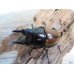 画像2: 新成虫☆F4☆ハスタートノコギリクワガタ（新亜種ナカゴメイ）♂56ミリ♀36.5ミリペア販売！！ (2)