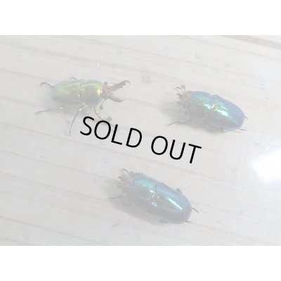 画像7: 新成虫!ラトレイユキンイロクワガタ♂♀フリーサイズ+♀フリーサイズ計3頭トリオ販売!!