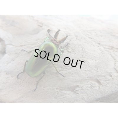 画像3: 新成虫!ラトレイユキンイロクワガタ♂♀フリーサイズ+♀フリーサイズ計3頭トリオ販売!!