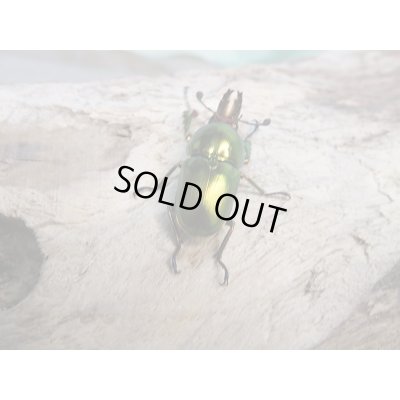 画像5: 新成虫!ラトレイユキンイロクワガタ♂♀フリーサイズ+♀フリーサイズ計3頭トリオ販売!!