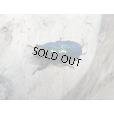 画像6: 新成虫!ラトレイユキンイロクワガタ♂♀フリーサイズ+♀フリーサイズ計3頭トリオ販売!!