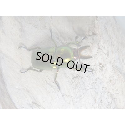 画像4: 新成虫!ラトレイユキンイロクワガタ♂♀フリーサイズ+♀フリーサイズ計3頭トリオ販売!!