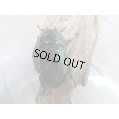 画像6: 新成虫☆ピンクアイ☆タランドゥスオオツヤクワガタ♂74ミリ♀51ミリペア販売!!