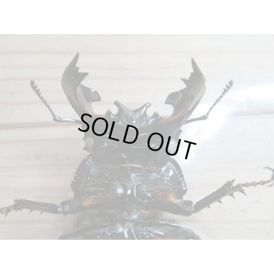 画像4: 新成虫☆ピンクアイ☆タランドゥスオオツヤクワガタ♂74ミリ♀51ミリペア販売!!