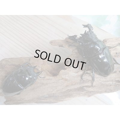 画像8: 新成虫☆ピンクアイ☆タランドゥスオオツヤクワガタ♂74ミリ♀51ミリペア販売!!