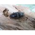 画像4: 新成虫☆F4☆ハスタートノコギリクワガタ（新亜種ナカゴメイ）♂58ミリ♀37.5ミリペア販売！！ (4)