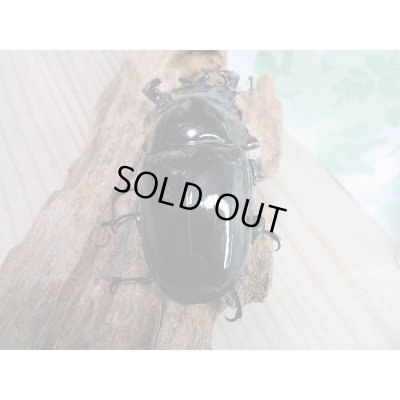 画像3: 新成虫☆タランドゥスオオツヤクワガタ♂77ミリ♀49ミリペア販売!!