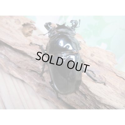 画像3: 新成虫☆ピンクアイ☆タランドゥスオオツヤクワガタ♂74ミリ♀51ミリペア販売!!