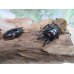 画像5: 新成虫☆F4☆ハスタートノコギリクワガタ（新亜種ナカゴメイ）♂58ミリ♀37.5ミリペア販売！！ (5)