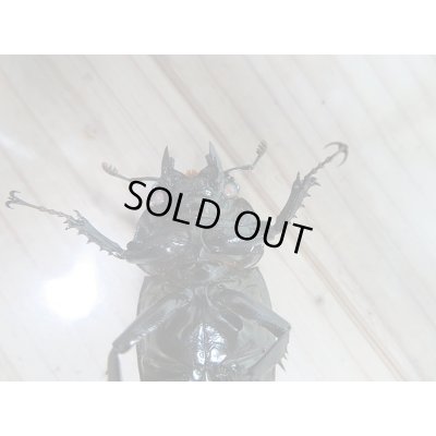 画像7: 新成虫☆ピンクアイ☆タランドゥスオオツヤクワガタ♂74ミリ♀51ミリペア販売!!