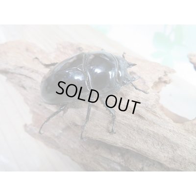 画像4: 新成虫☆タランドゥスオオツヤクワガタ♂77ミリ♀49ミリペア販売!!