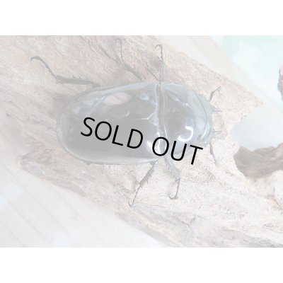 画像5: 新成虫☆タランドゥスオオツヤクワガタ♂77ミリ♀49ミリペア販売!!