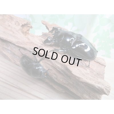 画像6: 新成虫☆タランドゥスオオツヤクワガタ♂77ミリ♀49ミリペア販売!!