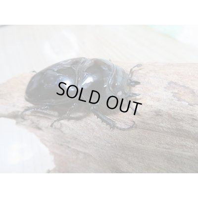 画像5: 新成虫☆ピンクアイ☆タランドゥスオオツヤクワガタ♂74ミリ♀51ミリペア販売!!