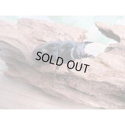 画像4: 新成虫!F2☆ネパレンシスコクワ♂70ミリ♀45ミリ+45ミリトリオ限定1セット販売!!