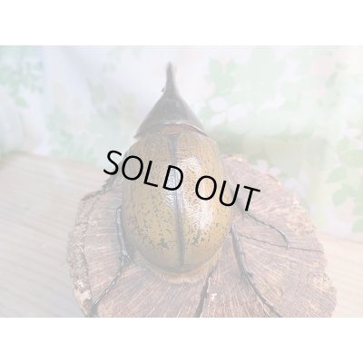 画像3: 新成虫☆D.H.リッキー♂120ミリ♀６4ミリ＋♀63ミリトリオ販売！！