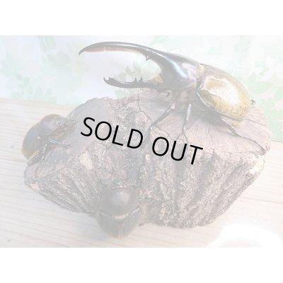 画像6: 新成虫☆D.H.リッキー♂120ミリ♀６4ミリ＋♀63ミリトリオ販売！！