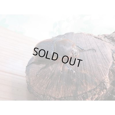 画像4: 新成虫☆D.H.リッキー♂113ミリ♀62ミリ+♀61ミリトリオ販売!!