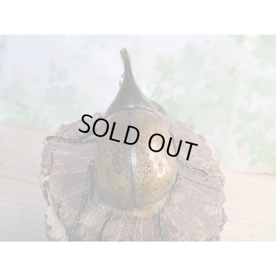 画像3: 新成虫☆D.H.リッキー♂113ミリ♀62ミリ+♀61ミリトリオ販売!!