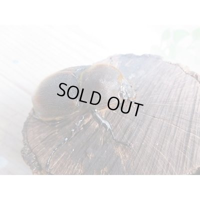 画像4: 新成虫☆D.H.リッキー♂120ミリ♀６4ミリ＋♀63ミリトリオ販売！！