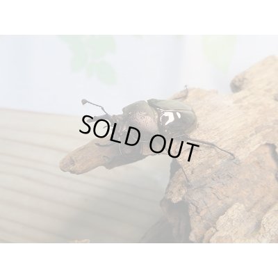 画像1: 人気種！！新成虫☆ドウイロクワガタ♂32ミリ♀フリーサイズペア販売！！